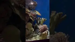 coral reef 