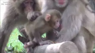 サルの赤ちゃん   東山動物園(Детеныш обезьяны в зоопарке Хигасияма)