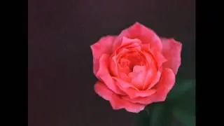 Orient de Swing - From Tony Gatlif's Film: SWING (2002)