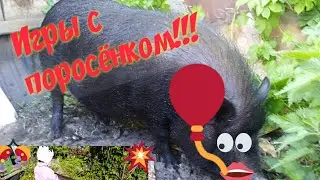 Кристина играет с поросёнком!! 