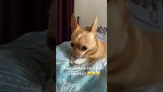 Чихуахуа #чихуахуа #собака #приколы #приколысживотными #dog #sunny #shortsvideo #shortvideo
