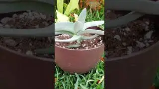 Crassula falcata