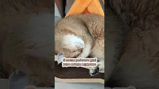Отдых святое. Дела подождут👍 #cat #котики #кот #безкотаижизньнета #юмор #прикол #catlover #cutecat