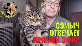 Ответы на вопросы о кошках и собаках 21.07.2024