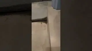 Аспергиллус Нигер, чёрная плесень.