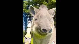 SALUDOS DEL TAPIR 666