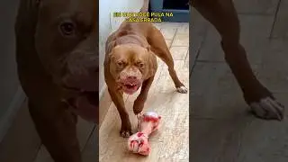 ELE PULOU NA CASA DO PITBULL 😱 