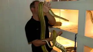Ovulating Retic & Nobby Gets A Waterfall