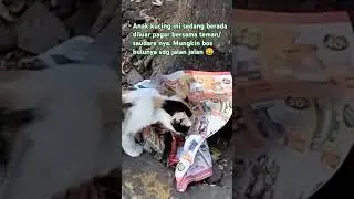 Anak kucing kolico yg sendiri berada diluar garasi
