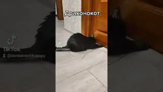 Кошка Снежок играет в дракона.