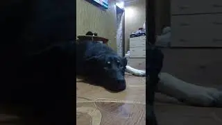 Душа собаки