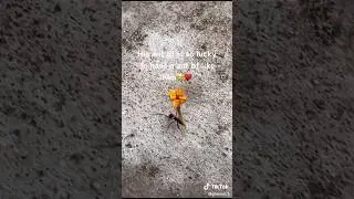 need me a guy like this ant bruh. (credits to @grwyuu.3) #tiktok #rizz #shortsfeed #youtubeshorts