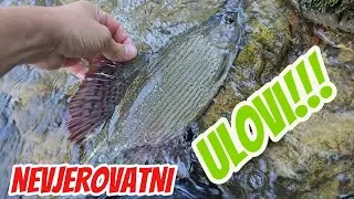 ŠTA se krije u reviru ZMAJEVAC osim MLADICA?!