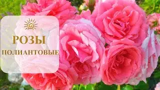 КИМОНО-РОЗЫ ПОЛИАНТОВЫЕ*УХОД, ОПИСАНИЕ СОРТА, ЦВЕТЕНИЕ