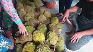Aroma dan Kenikmatan Durian di Kota Tarakan