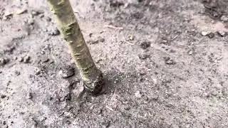 Zwergpfirsichbaum Crimson ® Bonfire im Garten pflanzen