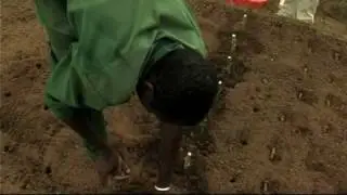 Rapid multiplication of cassava: Part 2 of 2 (FRENCH CAPTIONED)