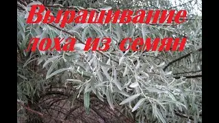 Выращивание лоха узколистного из семян