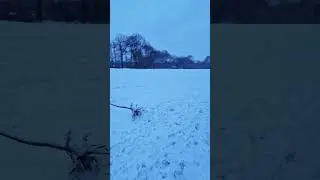 Снег в Гамбург