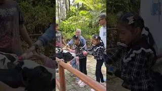 Aluna Amanda Memberi minum Susu anak sapi 🤩😱😱😱 #alunadanamanda #shorts