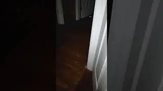 Kitten Gets The Zoomies