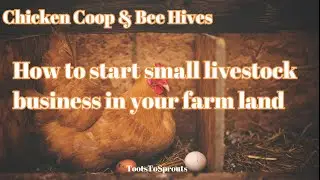 How to start a small livestock farming business