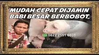 Keuntungan Ternak Babi - Ternak babi Modern - Cara Cari Untung Jadi Peternak Babi - Vitamin Babi