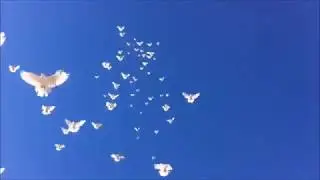 Николаевские голуби