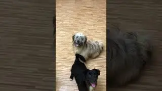 Playtime with my furbabies last august 2023, we miss you Eir 🐶 | Eli Tv