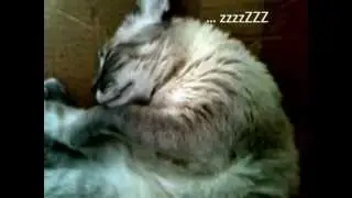Leeloo dormindo e sonhando!