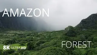 forest 8k nature relaxation film