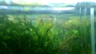 Первый малечик Линеатуса