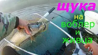 Ночная и утренняя ловля щуки на живца и воблера спиннингом #Щука