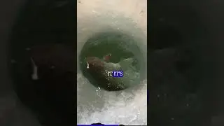 Long SD Ice Walleye 
