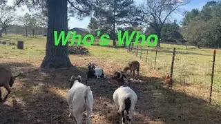 Who’s Who