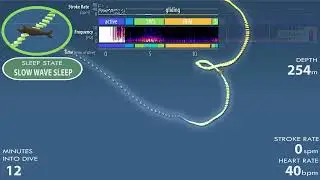 Elephant Seals Drift Off To Sleep While Diving Far Below the Ocean Surface