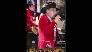 La novia del pajarillo / EL PALOMO Y EL GORRION / VIDEO VERTICAL