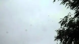 андижанские игровые голуби. молодёжь