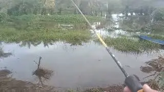 mancing ikan predator di pagi hari galaknya ampun!!!!!