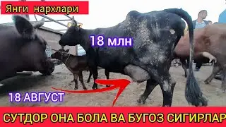 СУТДОР ОНА БОЛА ВА БУГОЗ СИГИР НАРХЛАРИ ХАЗОРАСП МОЛ БОЗОРИ 18 АВГУСТ 2024.Г