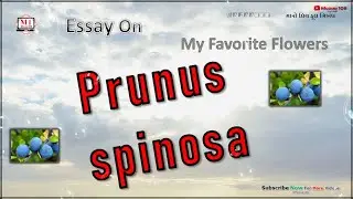 Prunus spinosa Flower | Essay On Prunus spinosa Flower | My Favorite Flower Prunus spinosa