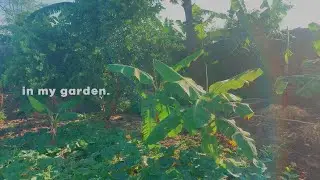 cooking from my garden