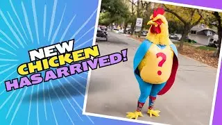 WE GOT A NEW BREED OF CHICKEN! And now we have to move everyone around...