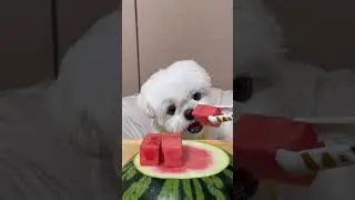 시원하게 수박먹자 분홍아🍉 #조조캠핑 #조분홍 #강아지 #asmr #수박 #puppy #shorts #먹방