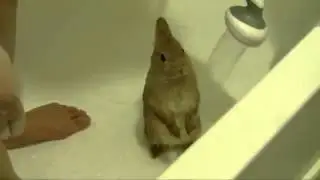 Приколы с животными Чистоплотный кролик  Кролик принимает ДУШ!