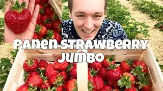 GODAAN PUASA | PANEN STRAWBERRY JUMBO