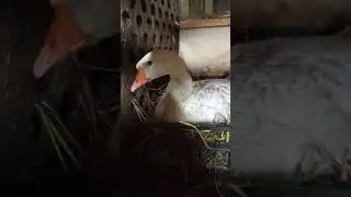 Ждем новое пополнение. Оно уже не за горами