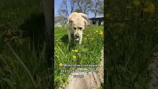 Корова по имени Му🤣