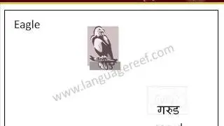 Learn Nepali Birds picture dictionary