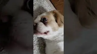 Лукаш-артист 😁 